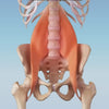 normeva_sacroiliac_pain